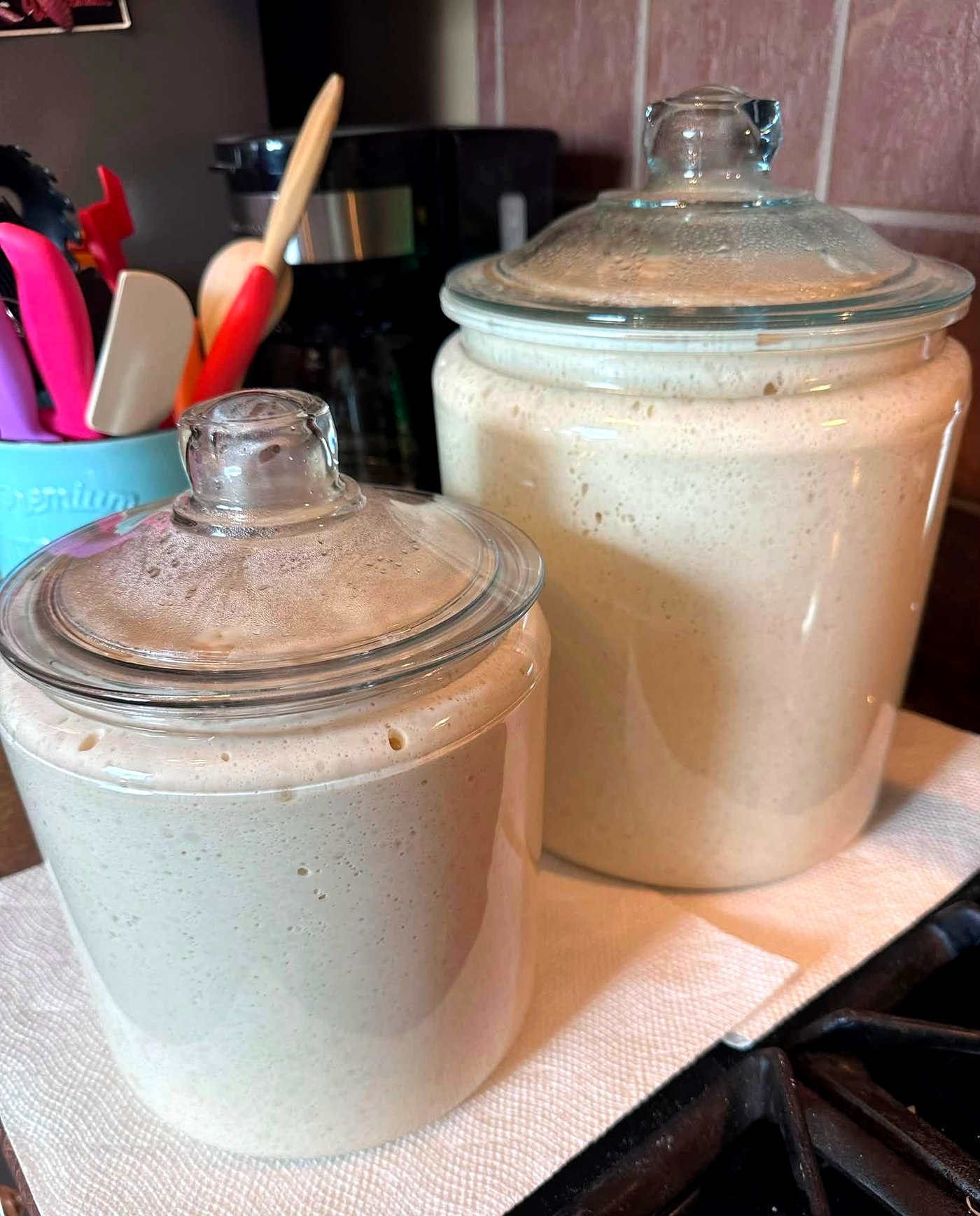 Two glass jars of bubbly, active sourdough starter risen up and ready to bake